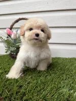 Brownie, a male Maltipoo for sale in Houston, TX – Photo 6 of 6