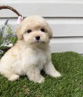 Brownie, a male Maltipoo for sale in Houston, TX – Photo 4 of 6