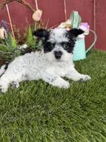 Bambino, a male Maltipoo for sale in Houston, TX – 3 of 3