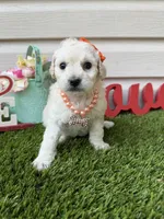 Luna, a female Maltipoo for sale in Houston, TX – Photo 3 of 3