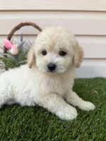 Bruno, a male Maltipoo for sale in Houston, TX – Photo 2 of 4