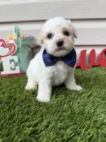 Jax, a male Maltipoo for sale in Houston, TX – Photo 4 of 5