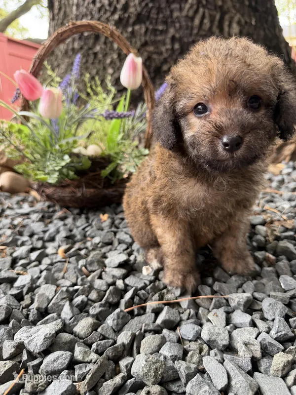 Cooper – Maltipoo puppy for sale in Houston, TX
