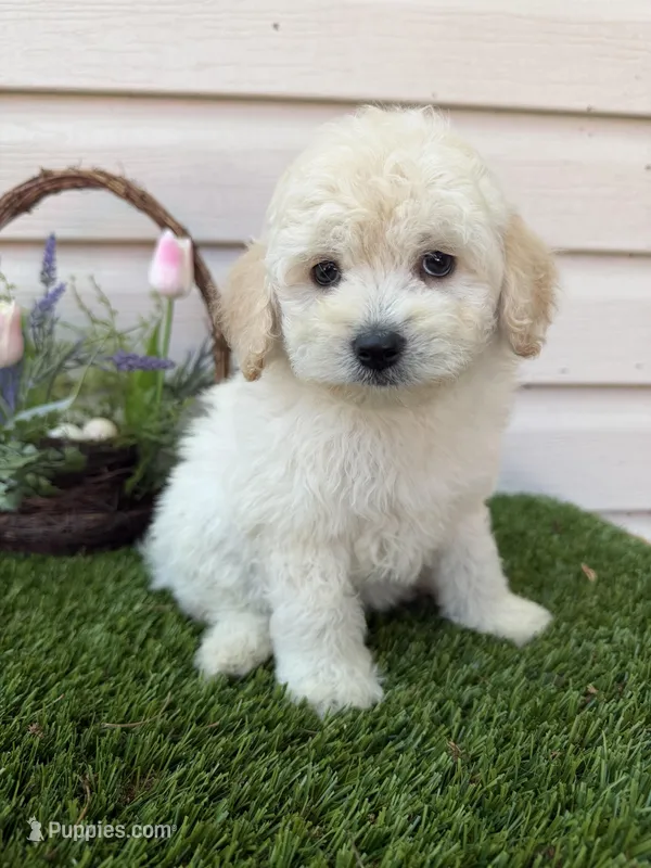 Bruno – Maltipoo puppy on hold in Houston, TX