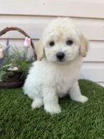 Bruno, a male Maltipoo for sale in Houston, TX – Photo 1 of 4