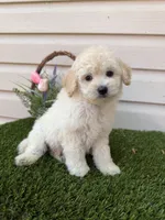 Bruno, a male Maltipoo for sale in Houston, TX – Photo 4 of 4