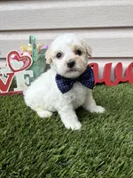 Jax, a male Maltipoo for sale in Houston, TX – Photo 1 of 5