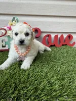 Luna, a female Maltipoo for sale in Houston, TX – Photo 2 of 3