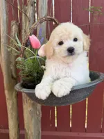 Bruno, a male Maltipoo for sale in Houston, TX – Photo 3 of 4