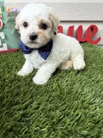 Jax, a male Maltipoo for sale in Houston, TX – Photo 2 of 5