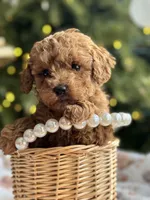 River, a female Poodle - Miniature  for sale in Saco, ME – Photo 2 of 3