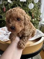 River, a female Poodle - Miniature  for sale in Saco, ME – Photo 3 of 3