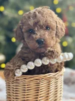 River, a female Poodle - Miniature  for sale in Saco, ME – Photo 1 of 3