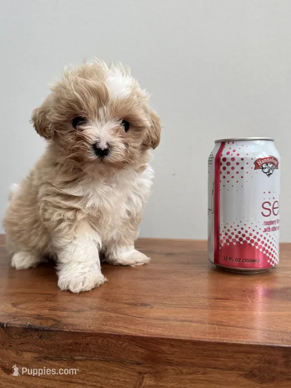 Sunny – Maltipoo puppy for sale in Saco, ME