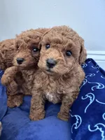 Cash , a male Poodle - Miniature  for sale in Saco, ME – 2 of 3