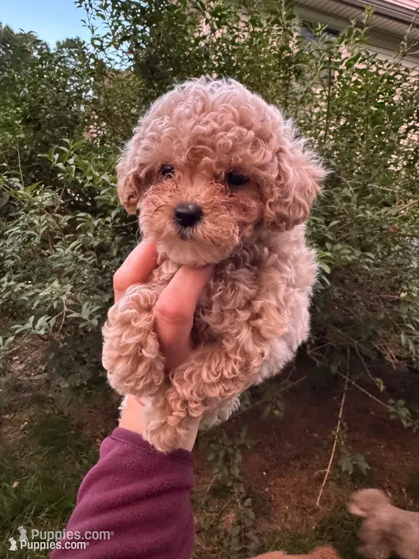 Bella – Poodle - Toy  puppy for sale in Saco, ME