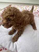 Max, a male Poodle - Toy  for sale in Saco, ME – 1 of 1