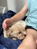 Leo, a male Maltipoo for sale in Saco, ME – 3 of 3