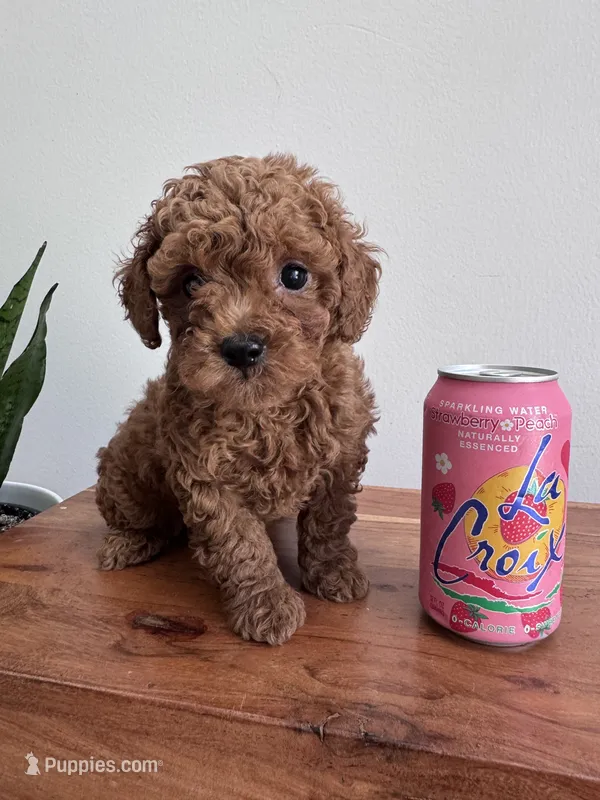 Mia – Poodle - Toy  puppy for sale in Saco, ME