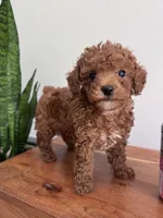 Max, a male Poodle - Toy  for sale in Saco, ME – 2 of 2