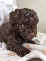 Miles, a male Poodle - Toy  for sale in Saco, ME – 2 of 2