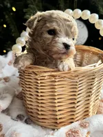 Ace, a male Poodle - Toy  for sale in Saco, ME – Photo 5 of 5