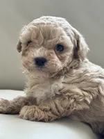 Ace, a male Poodle - Toy  for sale in Saco, ME – Photo 1 of 5