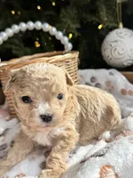 Ace, a male Poodle - Toy  for sale in Saco, ME – Photo 3 of 5