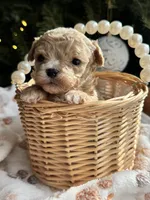 Ace, a male Poodle - Toy  for sale in Saco, ME – Photo 2 of 5