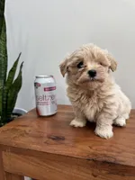 Leo, a male Maltipoo for sale in Saco, ME – 2 of 3