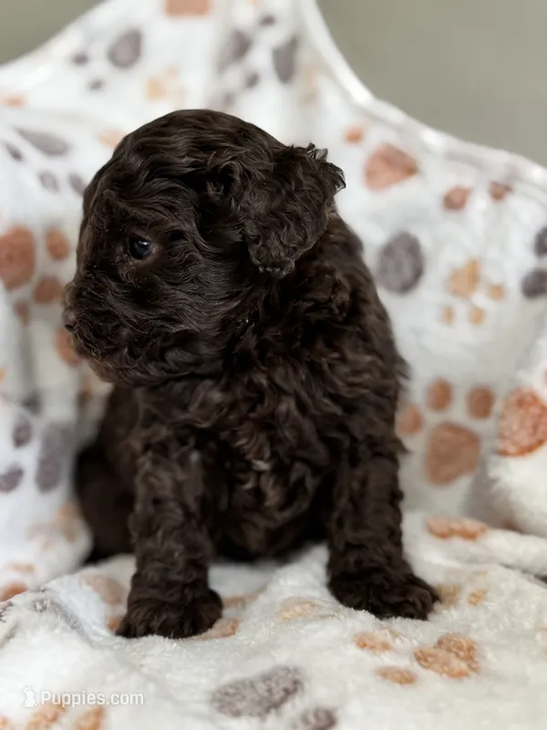 Miles – Poodle - Toy  puppy for sale in Saco, ME