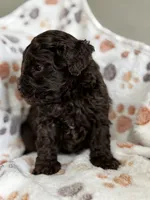 Miles, a male Poodle - Toy  for sale in Saco, ME – 1 of 2