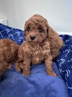 Maggie, a female Poodle - Miniature  for sale in Saco, ME – 2 of 2