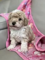 Sandy, a female Poodle - Toy  for sale in Saco, ME – 2 of 4