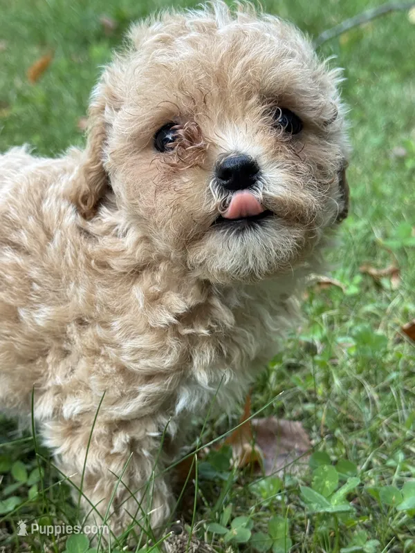 Bella – Poodle - Toy  puppy for sale in Saco, ME