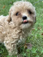 Bella, a female Poodle - Toy  for sale in Saco, ME – 1 of 2