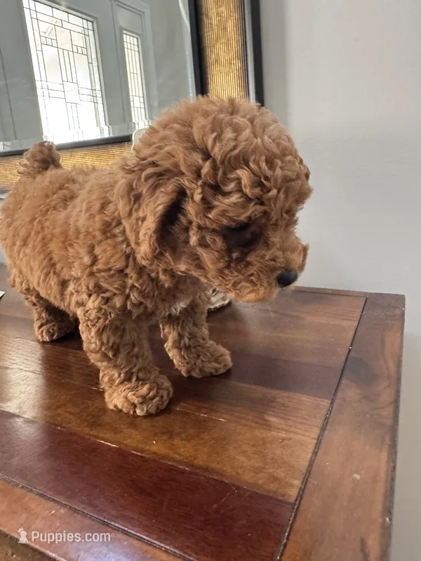 Cash  – Poodle - Miniature  puppy for sale in Saco, ME