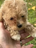 Bella, a female Poodle - Toy  for sale in Saco, ME – 2 of 2