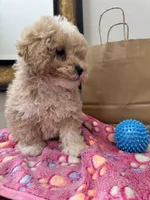 Sandy, a female Poodle - Toy  for sale in Saco, ME – 3 of 3