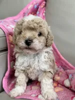 Sandy, a female Poodle - Toy  for sale in Saco, ME – 3 of 4