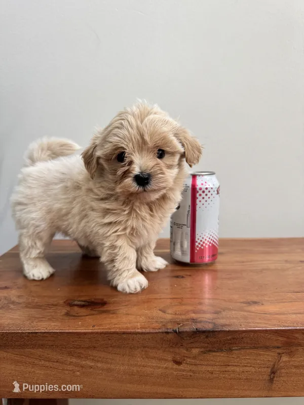 Leo – Maltipoo puppy for sale in Saco, ME