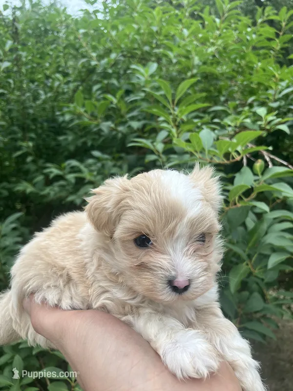 Sunny – Maltipoo puppy for sale in Saco, ME