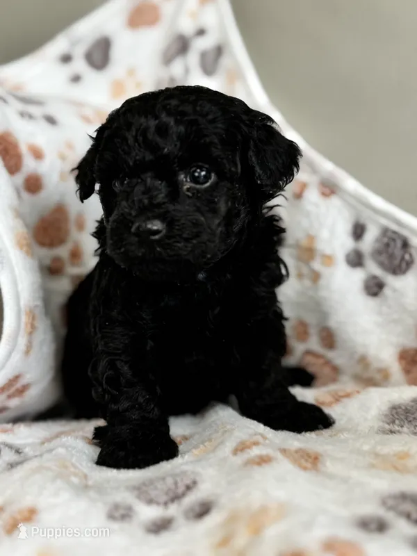Max – Poodle - Toy  puppy for sale in Saco, ME