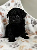 Max, a male Poodle - Toy  for sale in Saco, ME – 1 of 2