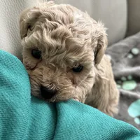 Stone, a male Poodle - Toy  for sale in Saco, ME – Photo 3 of 3