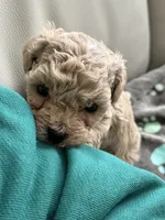 processed/af948279-f4b1-4371-81a9-835a34c2cbbc/listing/7ee9a75c-d1a1-485b-9070-e5ef2e9850c0/6e8be936-a8b8-46e7-bb32-c6a4615a11a0