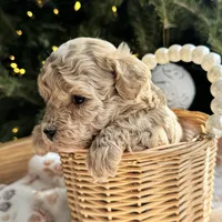 Stone, a male Poodle - Toy  for sale in Saco, ME – Photo 2 of 3
