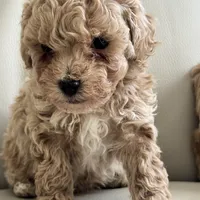 Stone, a male Poodle - Toy  for sale in Saco, ME – Photo 1 of 3