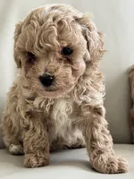 processed/af948279-f4b1-4371-81a9-835a34c2cbbc/listing/7ee9a75c-d1a1-485b-9070-e5ef2e9850c0/a67bdd34-ed8f-4fcc-b92a-6e0e0ac6cb80