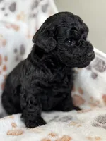 Max, a male Poodle - Toy  for sale in Saco, ME – 2 of 2
